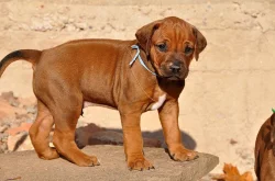 Rhodéský ridgeback štěňata s PP