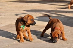 Rhodéský ridgeback štěňata s PP