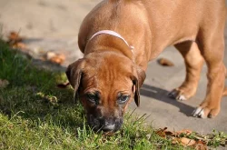 Rhodéský ridgeback štěňata s PP