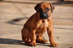 Rhodéský ridgeback štěňata s PP