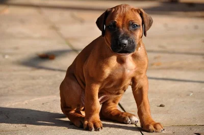 Rhodéský ridgeback štěňata s PP