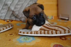 Belgický ovčák - Malinois