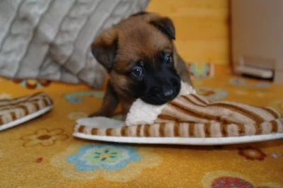 Belgický ovčák - Malinois