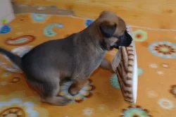 Belgický ovčák - Malinois