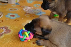 Belgický ovčák - Malinois