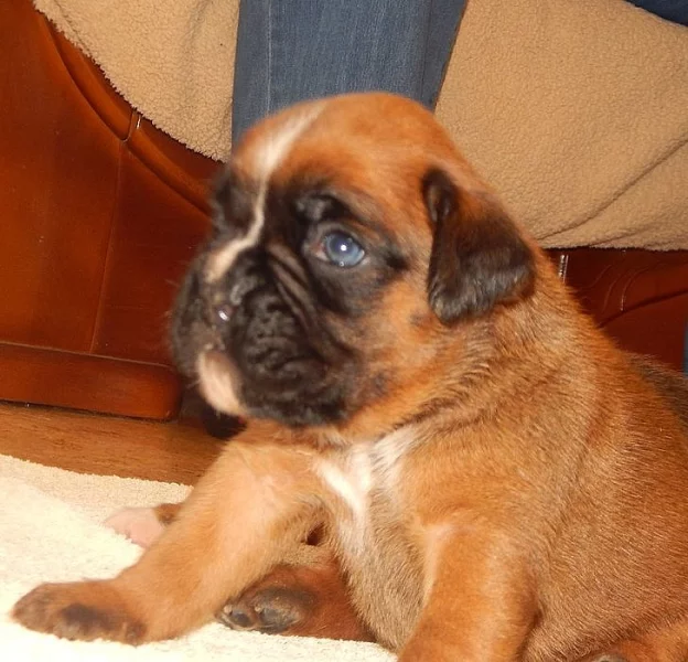 Boxer