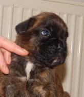 Boxer