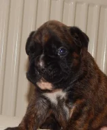 Boxer