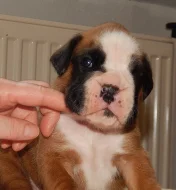 Boxer