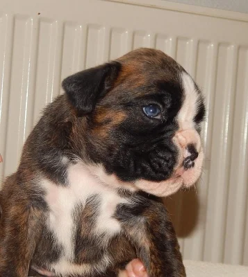 Boxer