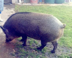 domácí vykrmené prase