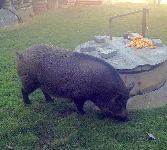 domácí vykrmené prase