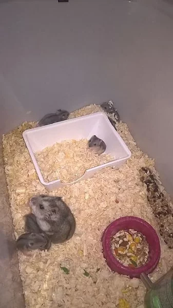 Křeček Džungarský