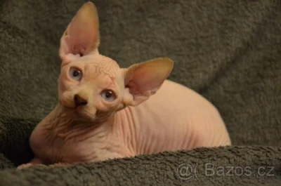 Prodám Koťata Kanadský Sphynx s PP