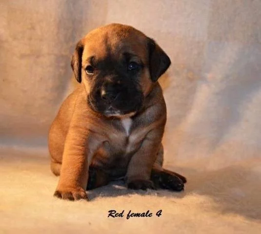 Tosa Inu štěňata na prodej