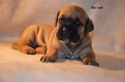 Tosa Inu štěňata na prodej