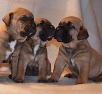 Tosa Inu štěňata na prodej