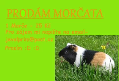 PRODÁM MORČATA