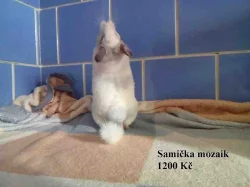Činčily - béžové, mozaik, violet, ebon, standard. 22.11 BVV