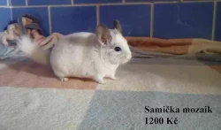 Činčily - béžové, mozaik, violet, ebon, standard. 22.11 BVV