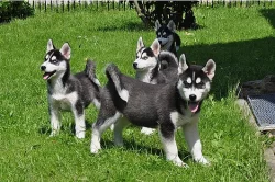 Sibiřský husky