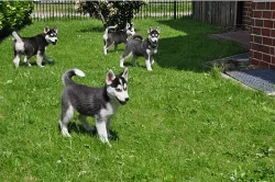 Sibiřský husky