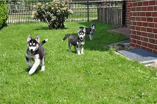 Sibiřský husky