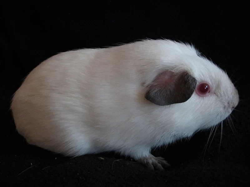 Morčátka s PP (himalaya)