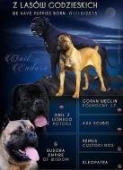 Cane Corso štěně