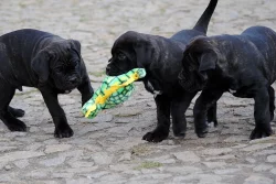 Cane Corso štěně
