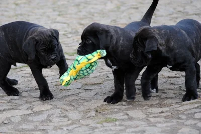 Cane Corso štěně