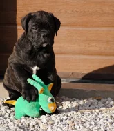 Cane Corso štěně