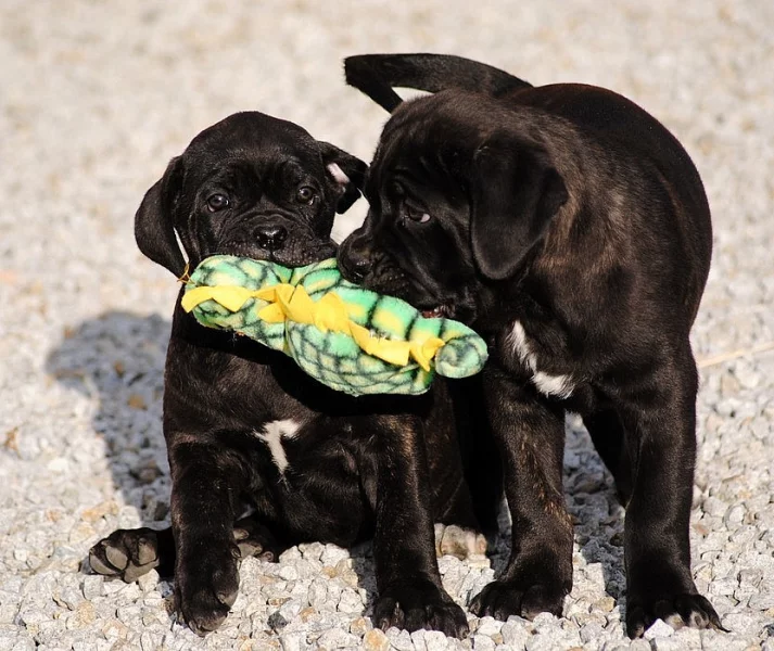 Cane Corso štěně