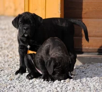 Cane Corso štěně