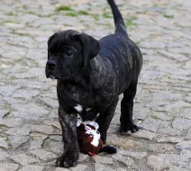 Cane Corso štěně