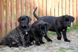 Cane Corso štěně