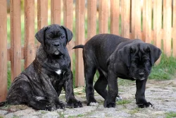 Cane Corso štěně
