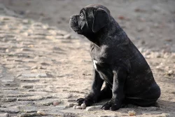Cane Corso štěně