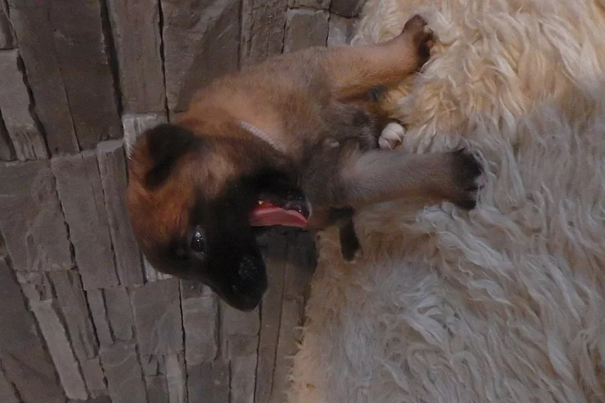 Belgický ovčák Malinois