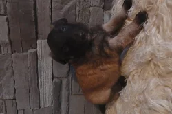 Belgický ovčák Malinois