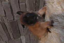 Belgický ovčák Malinois