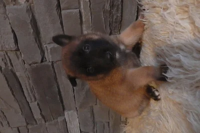 Belgický ovčák Malinois