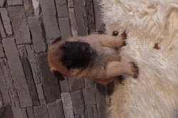 Belgický ovčák Malinois