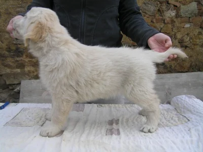 Zlatý retriever - retrívr, štěňátka-pejskové s PP