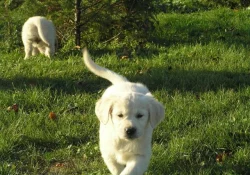 Zlatý retriever - retrívr, štěňátka-pejskové s PP