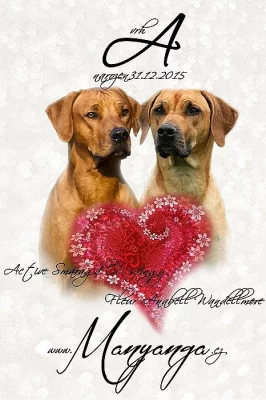 Prodám štěňátka Rhodéského ridgebacka s PP