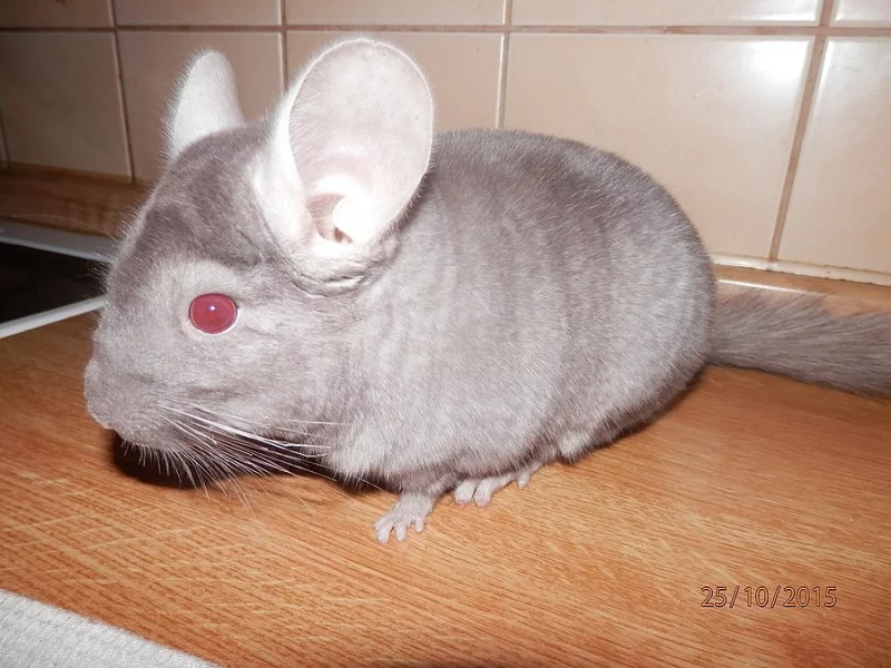 Dva činčilí kluci