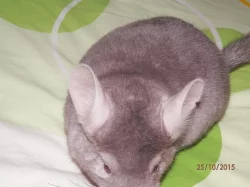 Dva činčilí kluci