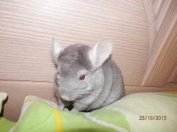 Dva činčilí kluci