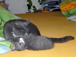 DARUJEME 3 KRÁSNÁ MAZLIVÁ KOŤÁTKA. 1 KOCOURKA A 2 KOČIČKY.